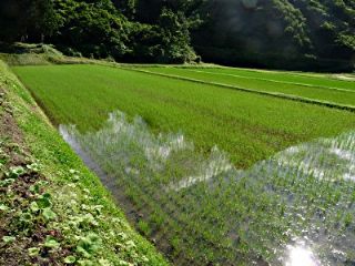 6月23日直播の田んぼ