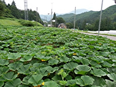 坊ちゃんかぼちゃの畑