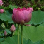 ハスの花の開花の様子