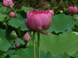 ハスの花の開花の様子