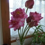 ハスの花束