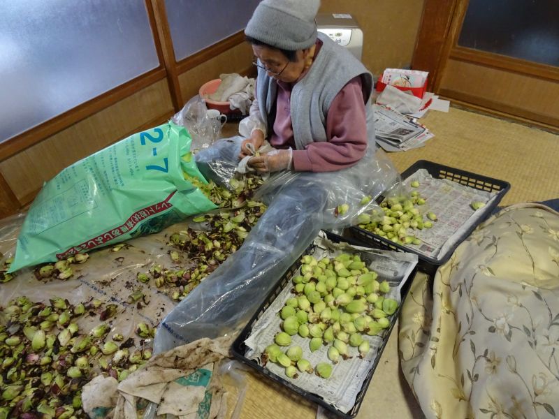 ふきのとうの調整作業