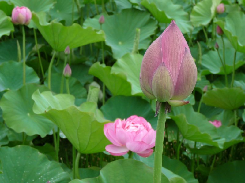 蓮の花の蕾