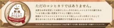 コシヒカリBLバナー