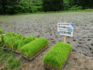 足立区田植え体験第七中学校の田植え