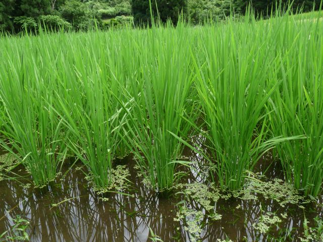 足立区田植え体験その後の様子